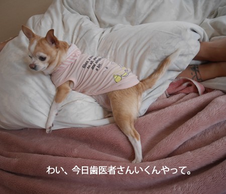 麻酔なしわんこの歯医者はとってもいい所で大満足でした。