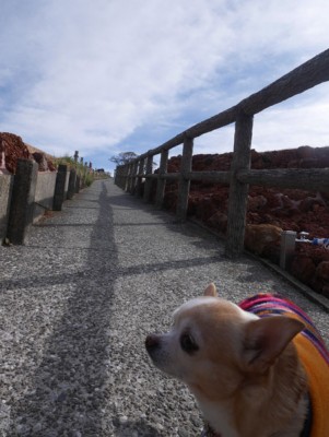 伊豆高原大室山リフト犬と一緒