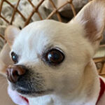 愛犬キキ