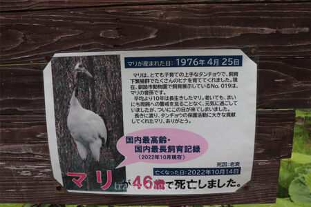 長生きたんちょうのまりー