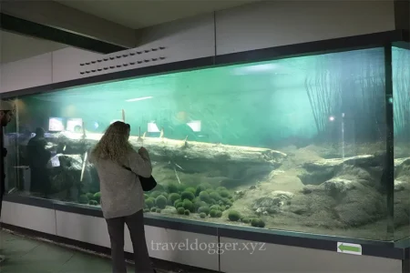 湖の底ではこうなっている