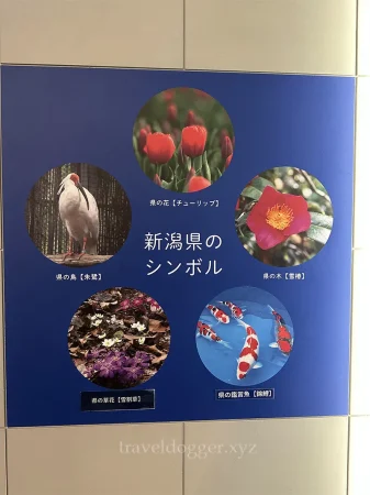 新潟のお花