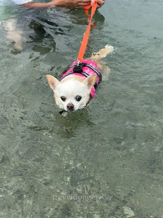 私水が嫌いです。