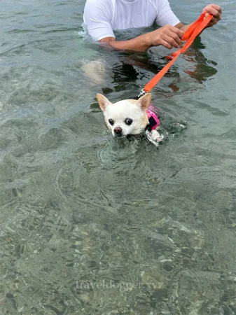 泳いでおる