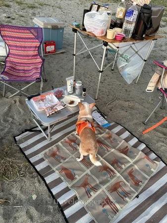 きーちゃんも大好きBBQ